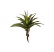 Aloe vera - stor